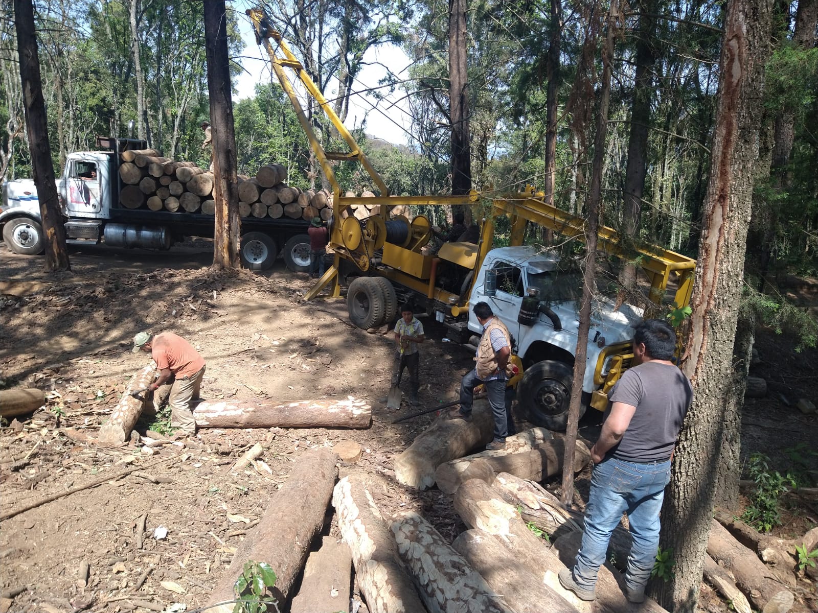 Restauración Y Fomento Forestal | Comisión Estatal De Parques Naturales ...